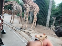 -清迈夜间动物园