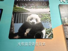 -中国大熊猫保护研究中心雅安碧峰峡基地