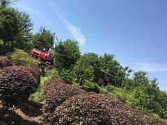 -武汉紫薇都市田园