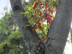 -范蠡湖公园