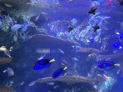 -上海海洋水族馆