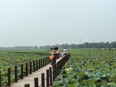 -西青郊野公园