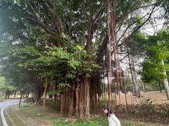 -福建鲤鱼洲酒店