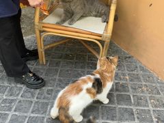 -猫岛主趣味餐厅(鼓浪屿店)
