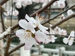 -桃花堤公园