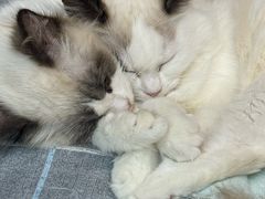 -唐小姐の私宠·宠物洗护美容·撸猫馆·购宠(周浦万达旗舰店)