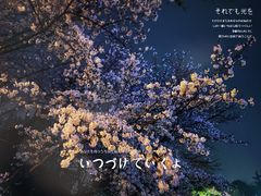 -嘉定紫藤园