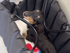 -宠颐生猫科·内科皮肤科(西平世纪城店)