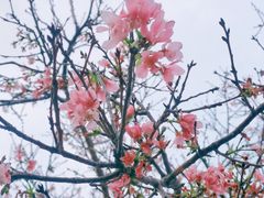 -广州汇华希尔顿逸林酒店