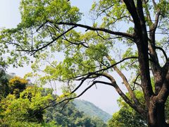 -阳台山森林公园