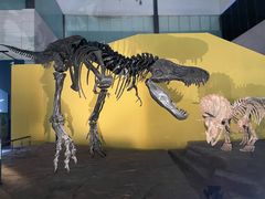 -湖南省地质博物馆