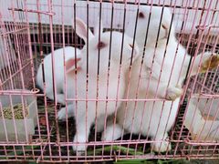 -小鱼草莓采摘园农家乐·小鱼餐厅
