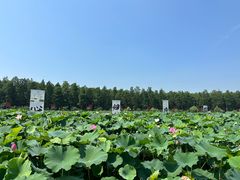 -渌洋湖湿地公园