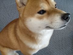 -柴源莊·柴小宠柴犬咖啡