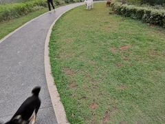 -景田北六街公园宠物主题园