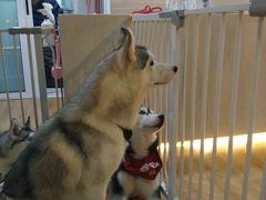 -Husky Go! 哈士奇体验馆·宠物咖啡厅狗咖