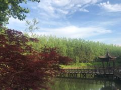 -合肥滨湖国家森林公园