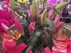 -越秀西湖花市(广州城市广场花卉店)