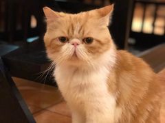 -more than meow吴止猫主题餐厅(承德 中船汇店)