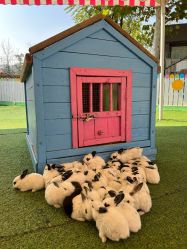 -萌宠亲子动物乐园(槐房万达店)