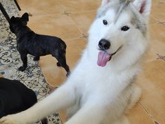 -Let's go狗咖·猫咖·奶狗·桌游(春熙路IFS店)