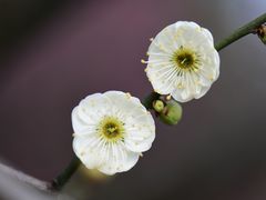 -香雪海