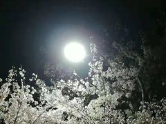 -武汉大学-樱园