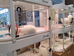 -翊宠yipet猫狗购宠庄园犬舍•猫舍