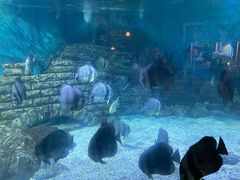 -烟台海昌鲸鲨海洋公园