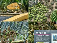 -深圳仙湖植物园