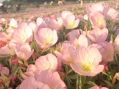 -汉长安城未央宫国家考古遗址公园