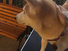 -柴犬高等学院·狗咖·柴犬售卖·宠物训练