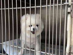 -瑞派康怡24h宠物医院·犬猫医疗中心·微创绝育(瑞景分院)