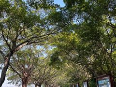-大湾区中央湿地公园