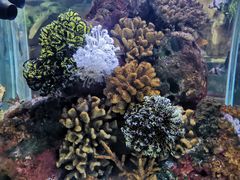 -上海海洋水族馆