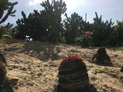 -亚龙湾国际玫瑰谷