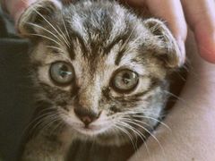 康旭宠物医院-康旭宠物医院(郑州总院)