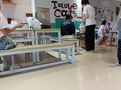 -藏猫猫咖啡主题馆(中央大道店)