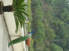 android_upload_pic-杭州千岛湖开元度假村