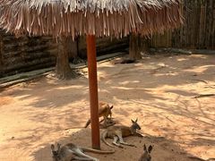 -深圳野生动物园