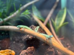 -上海大自然野生昆虫馆(东方明珠·爬宠昆虫探索中心)