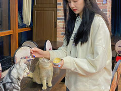 -蓝鲸·缅因猫舍