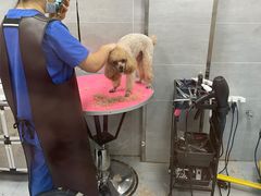 -宠福鑫康馨动物医院·骨科·眼科