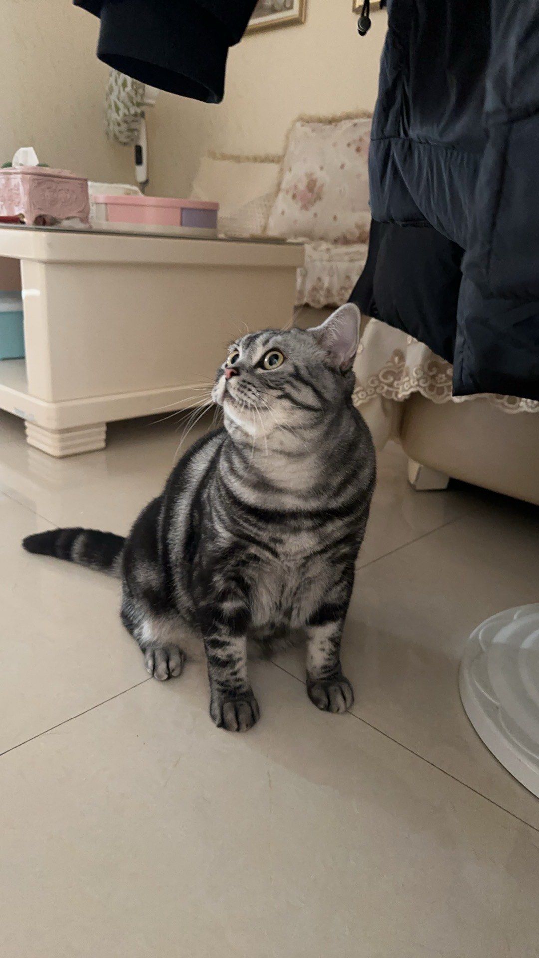 美短虎斑猫,性格温和,不挑食,身体好体质