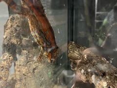 -酷以爬仙阁实体爬宠店·守宫·蜥蜴·专业繁育