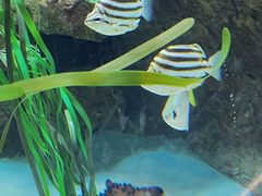 -西雅图水族馆