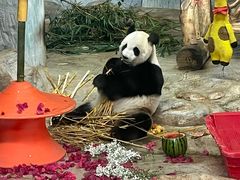 -海南热带野生动植物园