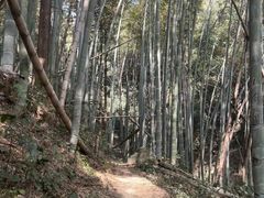 -东明山森林公园