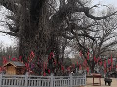 -大槐树寻根祭祖园