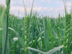 -桑洲油菜花景区